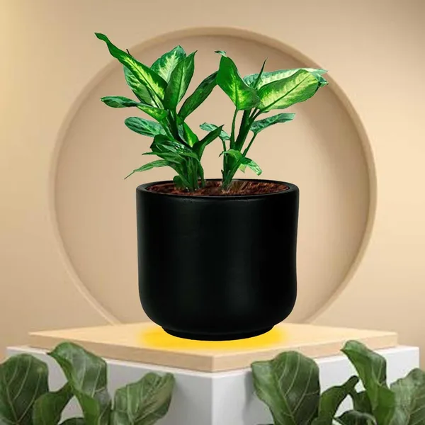 Orin_Small_Black_Ceramic_Pots_For_Indoor_Plants,_Planters,Gamla,Outdoor,Balcony,Home,Round,Garden,_Office_Decor,Succulent(H_-_10_X_D_-_11.5_Cm)