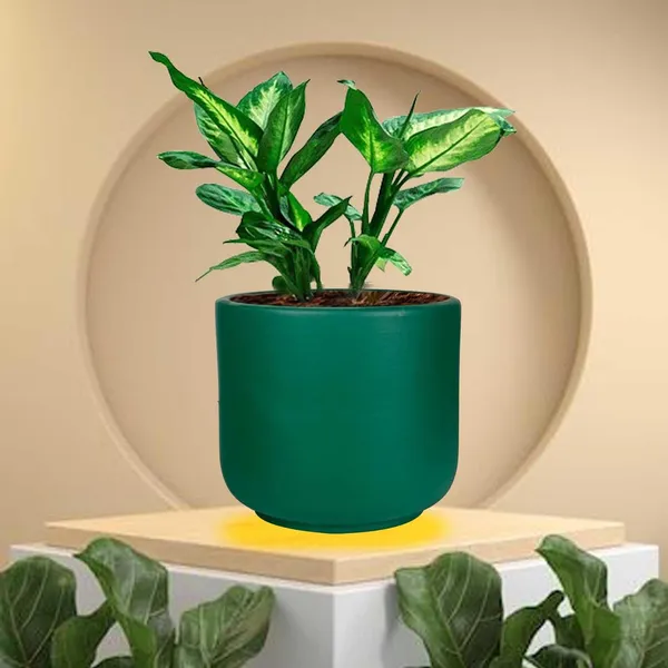 Orin_Small_Deep_Jungle_Ceramic_Pots_For_Indoor_Plants,_Planters,Gamla,Outdoor,Balcony,Home,Round,Garden,_Office_Decor,Succulent(H_-_10_X_D_-_11.5_Cm)