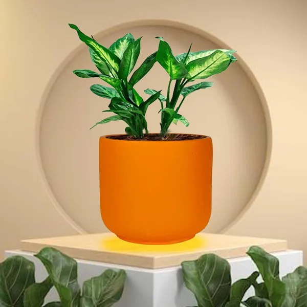 Orin_Small_Lily_Ceramic_Pots_For_Indoor_Plants,_Planters,Gamla,Outdoor,Balcony,Home,Round,Garden,_Office_Decor,Succulent(H_-_10_X_D_-_11.5_Cm)