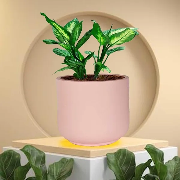 Orin_Small_Pink_Ceramic_Pots_For_Indoor_Plants,_Planters,Gamla,Outdoor,Balcony,Home,Round,Garden,_Office_Decor,Succulent(H_-_10_X_D_-_11.5_Cm)