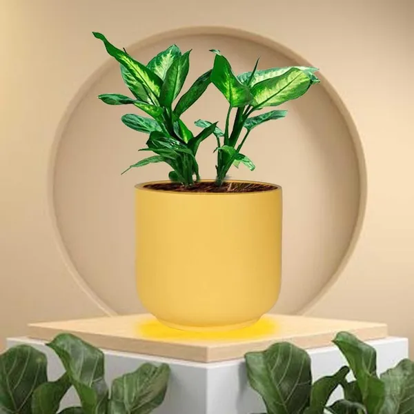Orin_Small_Saffron_Ceramic_Pots_For_Indoor_Plants,_Planters,Gamla,Outdoor,Balcony,Home,Round,Garden,_Office_Decor,Succulent(H_-_10_X_D_-_11.5_Cm)