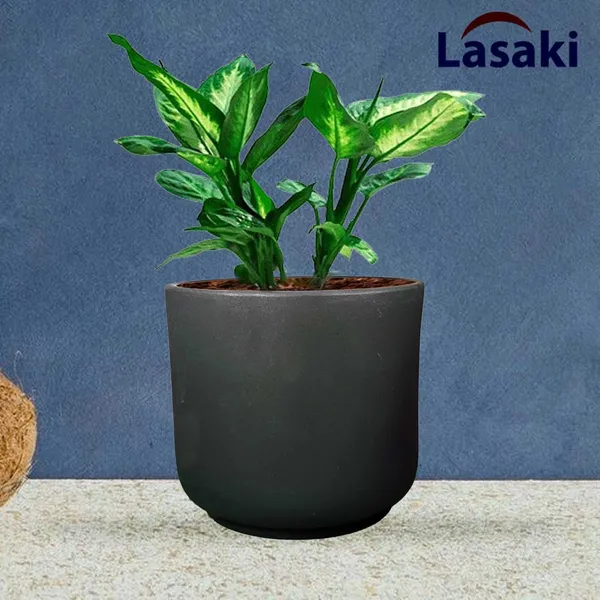 Orin_Big_Black_Ceramic_Pots_For_Indoor_Plants,_Planters,Gamla,Outdoor,Balcony,Home,Round,Garden,_Office_Decor,Succulent(H_-_11.5_X_D_-_13_Cm)