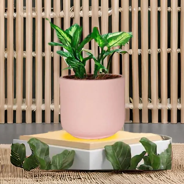 Orin_Big_Pink_Ceramic_Pots_For_Indoor_Plants,_Planters,Gamla,Outdoor,Balcony,Home,Round,Garden,_Office_Decor,Succulent(H_-_11.5_X_D_-_13_Cm)