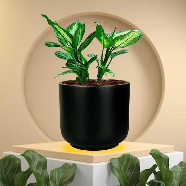 Orin_Small_Black_Gold_Ceramic_Pots_For_Indoor_Plants,_Planters,Gamla,Outdoor,Balcony,Home,Round,Garden,_Office_Decor,Succulent(H_-_10_X_D_-_11.5_Cm)