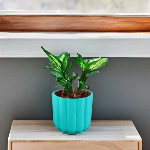 Flona_Aqua_Ceramic_Pots_For_Indoor_Plants,_Planters,Gamla,Outdoor,Balcony,Home,Round,Garden,_Office_Decor,Succulent(H_-_11.5_X_D_-_12.5_Cm)