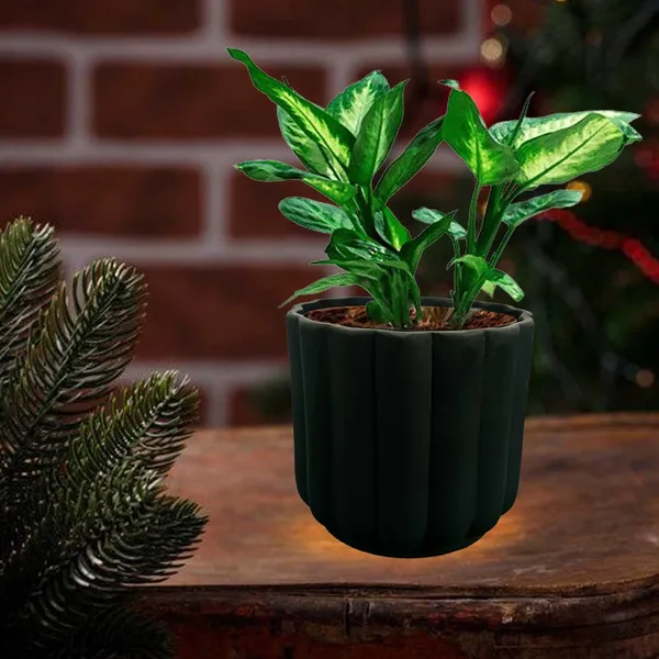 Flona_Black_Ceramic_Pots_For_Indoor_Plants,_Planters,Gamla,Outdoor,Balcony,Home,Round,Garden,_Office_Decor,Succulent(H_-_11.5_X_D_-_12.5_Cm)