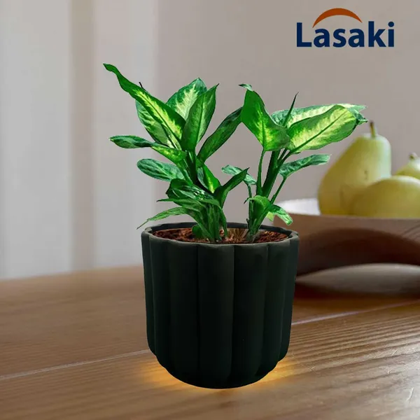 Flona_Black_Ceramic_Pots_For_Indoor_Plants,_Planters,Gamla,Outdoor,Balcony,Home,Round,Garden,_Office_Decor,Succulent(H_-_11.5_X_D_-_12.5_Cm)
