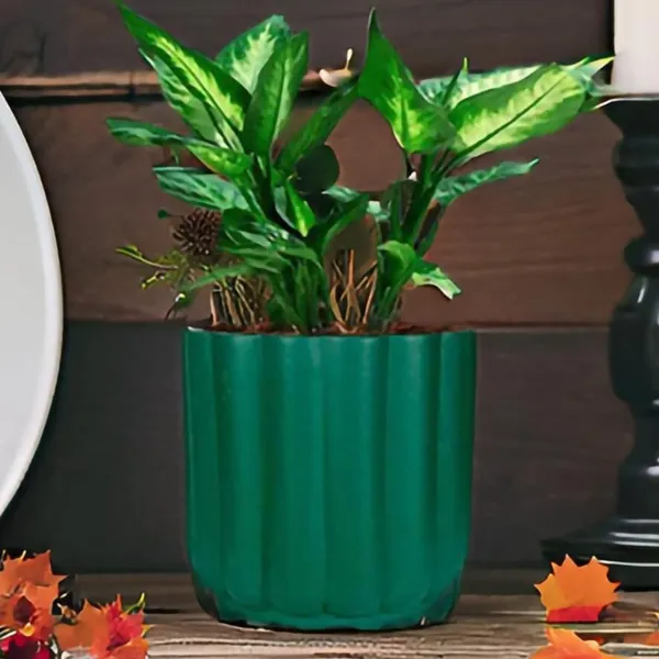 Flona_Deep_Jungle_Ceramic_Pots_For_Indoor_Plants,_Planters,Gamla,Outdoor,Balcony,Home,Round,Garden,_Office_Decor,Succulent(H_-_11.5_X_D_-_12.5_Cm)
