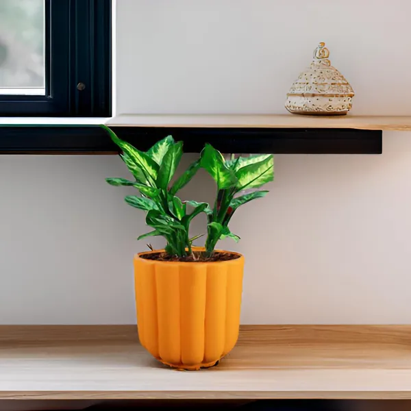 Flona_Lily_Ceramic_Pots_For_Indoor_Plants,_Planters,Gamla,Outdoor,Balcony,Home,Round,Garden,_Office_Decor,Succulent(H_-_11.5_X_D_-_12.5_Cm)