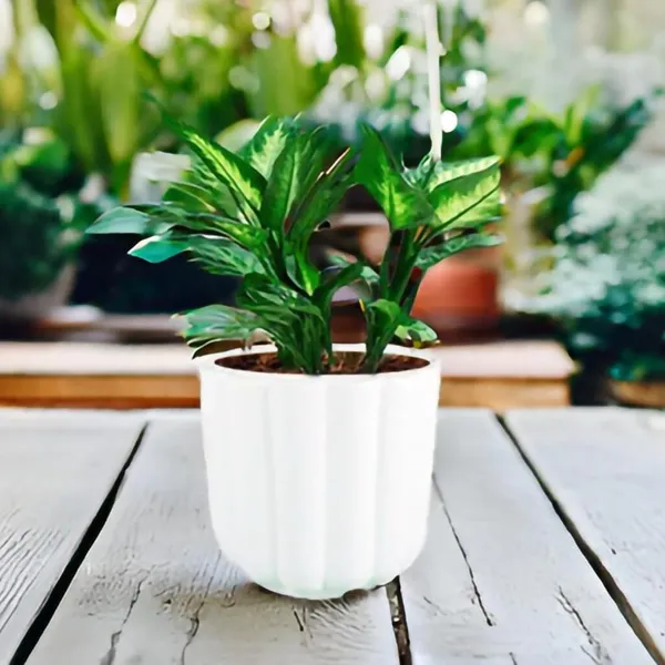 Flona_White_Ceramic_Pots_For_Indoor_Plants,_Planters,Gamla,Outdoor,Balcony,Home,Round,Garden,_Office_Decor,Succulent(H_-_11.5_X_D_-_12.5_Cm)