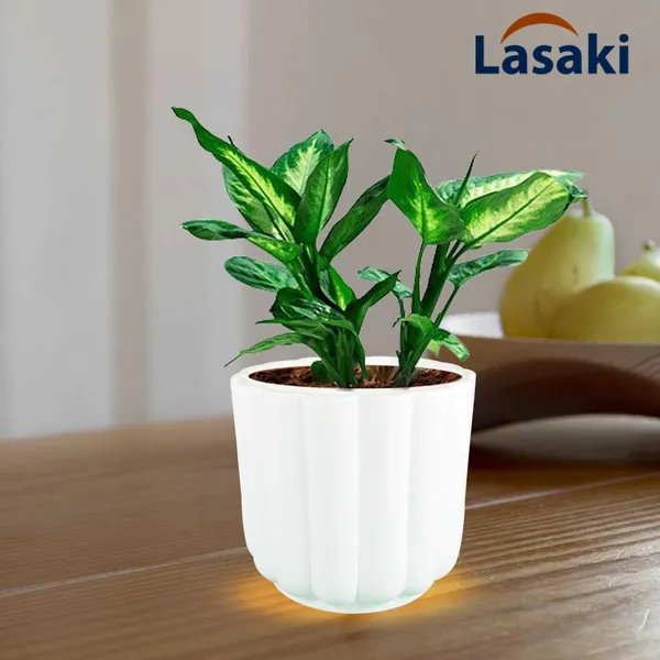 Flona_White_Ceramic_Pots_For_Indoor_Plants,_Planters,Gamla,Outdoor,Balcony,Home,Round,Garden,_Office_Decor,Succulent(H_-_11.5_X_D_-_12.5_Cm)