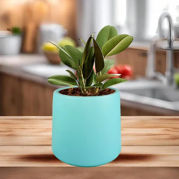 Clara_Aqua_Ceramic_Pots_For_Indoor_Plants,_Planters,Gamla,Outdoor,Balcony,Home,Round,Garden,_Office_Decor,Succulent(H_-_12.5_X_D_-_12.5_Cm)