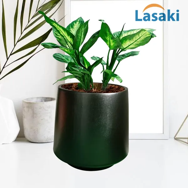 Clara_Black_Ceramic_Pots_For_Indoor_Plants,_Planters,Gamla,Outdoor,Balcony,Home,Round,Garden,_Office_Decor,Succulent(H_-_12.5_X_D_-_12.5_Cm)
