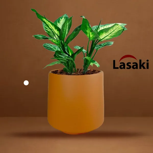 Clara_Ginger_Ceramic_Pots_For_Indoor_Plants,_Planters,Gamla,Outdoor,Balcony,Home,Round,Garden,_Office_Decor,Succulent(H_-_12.5_X_D_-_12.5_Cm)