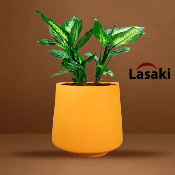 Clara_Lily_Ceramic_Pots_For_Indoor_Plants,_Planters,Gamla,Outdoor,Balcony,Home,Round,Garden,_Office_Decor,Succulent(H_-_12.5_X_D_-_12.5_Cm)