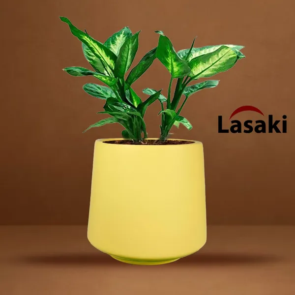 Clara_Saffron_Ceramic_Pots_For_Indoor_Plants,_Planters,Gamla,Outdoor,Balcony,Home,Round,Garden,_Office_Decor,Succulent(H_-_12.5_X_D_-_12.5_Cm)