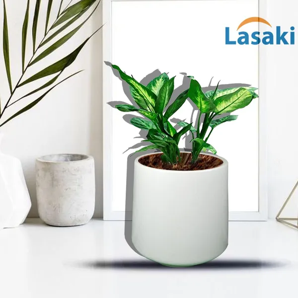 Clara_White_Ceramic_Pots_For_Indoor_Plants,_Planters,Gamla,Outdoor,Balcony,Home,Round,Garden,_Office_Decor,Succulent(H_-_12.5_X_D_-_12.5_Cm)