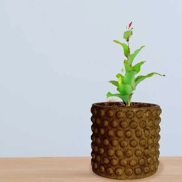 Bubble_Small_Antique_Ceramic_Pots_For_Indoor_Plants,_Planters,Gamla,Outdoor,Balcony,Home,Round,Garden,_Office_Decor,Succulent(H_-_10_X_D_-_10_Cm)