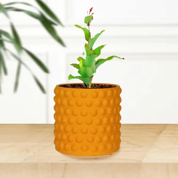 Bubble_Small_Lily_Ceramic_Pots_For_Indoor_Plants,_Planters,Gamla,Outdoor,Balcony,Home,Round,Garden,_Office_Decor,Succulent(H_-_10_X_D_-_10_Cm)