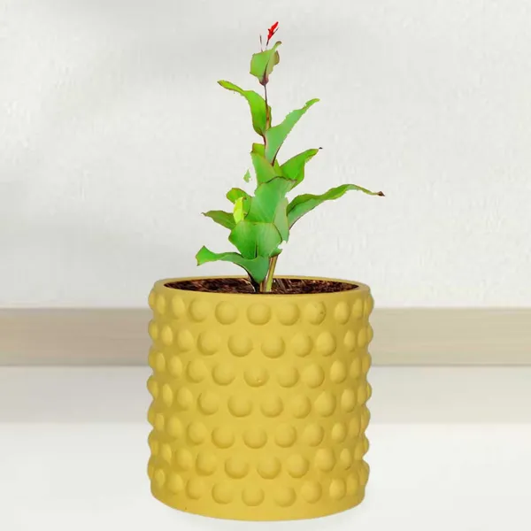 Bubble_Small_Saffron_Ceramic_Pots_For_Indoor_Plants,_Planters,Gamla,Outdoor,Balcony,Home,Round,Garden,_Office_Decor,Succulent(H_-_10_X_D_-_10_Cm)