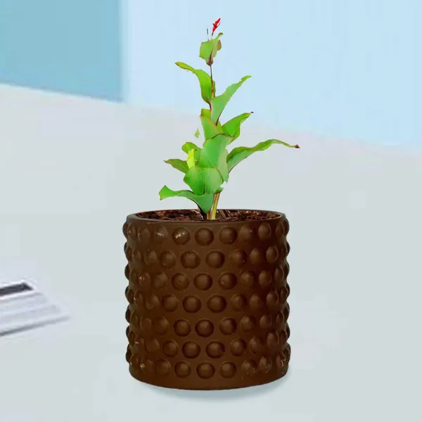 Bubble_Small_Truffle_Ceramic_Pots_For_Indoor_Plants,_Planters,Gamla,Outdoor,Balcony,Home,Round,Garden,_Office_Decor,Succulent(H_-_10_X_D_-_10_Cm)