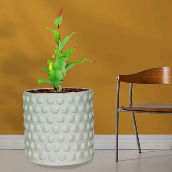 Bubble_Small_White_Ceramic_Pots_For_Indoor_Plants,_Planters,Gamla,Outdoor,Balcony,Home,Round,Garden,_Office_Decor,Succulent(H_-_10_X_D_-_10_Cm)