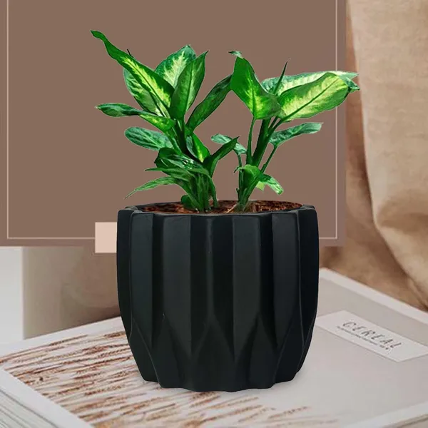 Montra_Black_Ceramic_Pots_For_Indoor_Plants,_Planters,Gamla,Outdoor,Balcony,Home,Round,Garden,_Office_Decor,Succulent(H_-_10.5_X_D_-_12.5_Cm)