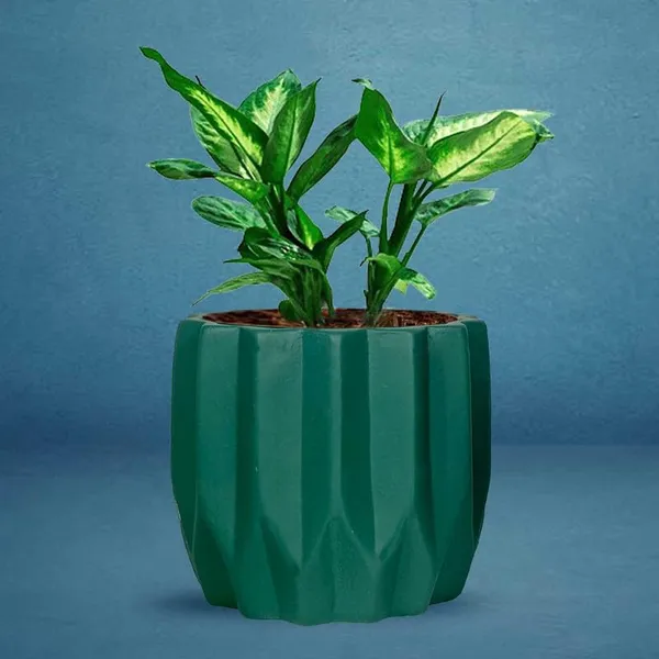 Montra_Deep_Jungle_Ceramic_Pots_For_Indoor_Plants,_Planters,Gamla,Outdoor,Balcony,Home,Round,Garden,_Office_Decor,Succulent(H_-_10.5_X_D_-_12.5_Cm)