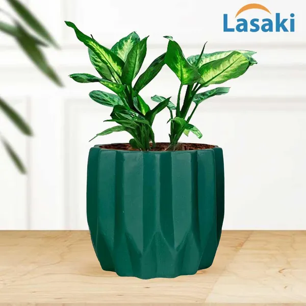 Montra_Deep_Jungle_Ceramic_Pots_For_Indoor_Plants,_Planters,Gamla,Outdoor,Balcony,Home,Round,Garden,_Office_Decor,Succulent(H_-_10.5_X_D_-_12.5_Cm)
