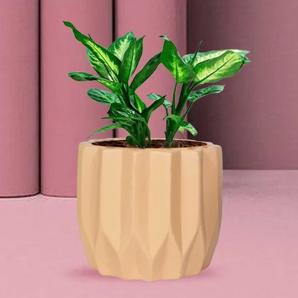 Montra_Ginger_Ceramic_Pots_For_Indoor_Plants,_Planters,Gamla,Outdoor,Balcony,Home,Round,Garden,_Office_Decor,Succulent(H_-_10.5_X_D_-_12.5_Cm)