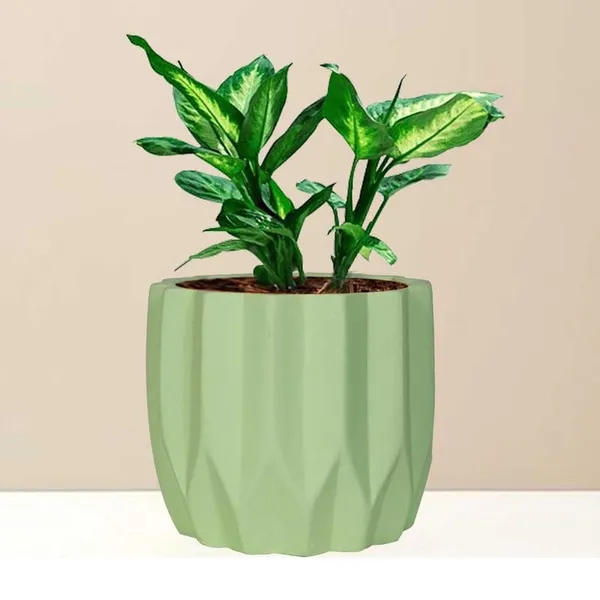 Montra_Mint_Ceramic_Pots_For_Indoor_Plants,_Planters,Gamla,Outdoor,Balcony,Home,Round,Garden,_Office_Decor,Succulent(H_-_10.5_X_D_-_12.5_Cm)