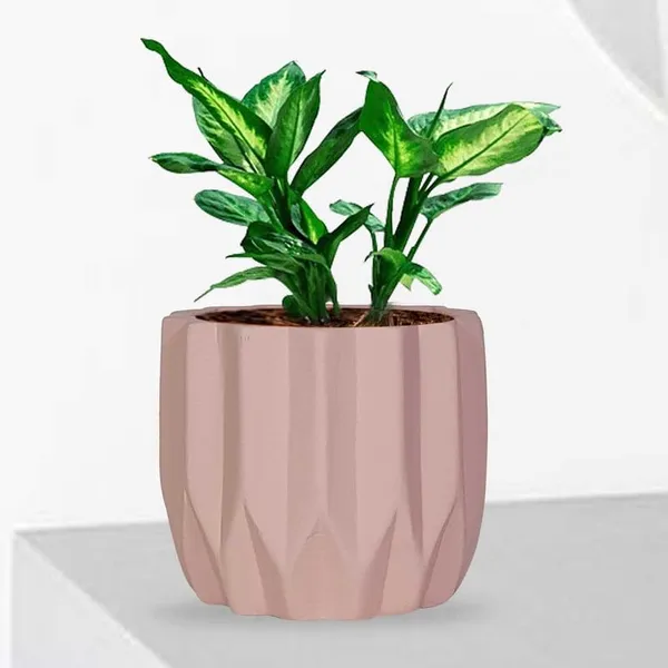 Montra_Pink_Ceramic_Pots_For_Indoor_Plants,_Planters,Gamla,Outdoor,Balcony,Home,Round,Garden,_Office_Decor,Succulent(H_-_10.5_X_D_-_12.5_Cm)
