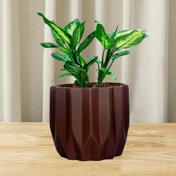 Montra_Truffle_Ceramic_Pots_For_Indoor_Plants,_Planters,Gamla,Outdoor,Balcony,Home,Round,Garden,_Office_Decor,Succulent(H_-_10.5_X_D_-_12.5_Cm)