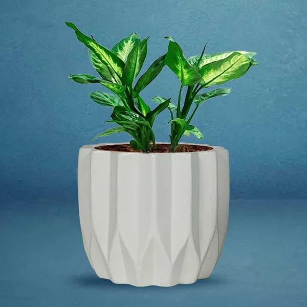 Montra_White_Ceramic_Pots_For_Indoor_Plants,_Planters,Gamla,Outdoor,Balcony,Home,Round,Garden,_Office_Decor,Succulent(H_-_10.5_X_D_-_12.5_Cm)