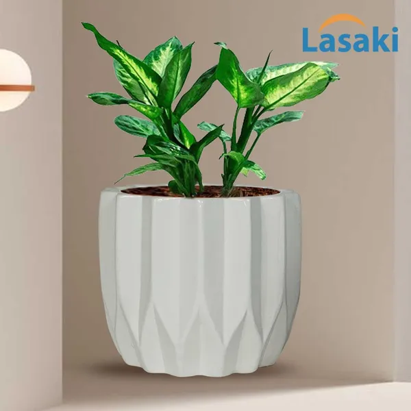 Montra_White_Ceramic_Pots_For_Indoor_Plants,_Planters,Gamla,Outdoor,Balcony,Home,Round,Garden,_Office_Decor,Succulent(H_-_10.5_X_D_-_12.5_Cm)