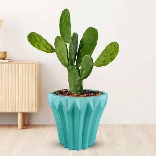 Flory_Aqua_Ceramic_Pots_For_Indoor_Plants,_Planters,Gamla,Outdoor,Balcony,Home,Round,Garden,_Office_Decor,Succulent(H_-_14_X_D_-_15_Cm)