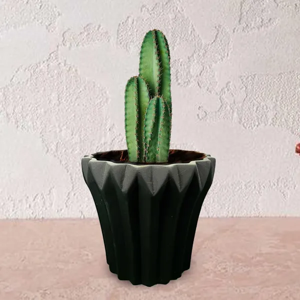 Flory_Black_Ceramic_Pots_For_Indoor_Plants,_Planters,Gamla,Outdoor,Balcony,Home,Round,Garden,_Office_Decor,Succulent(H_-_14_X_D_-_15_Cm)