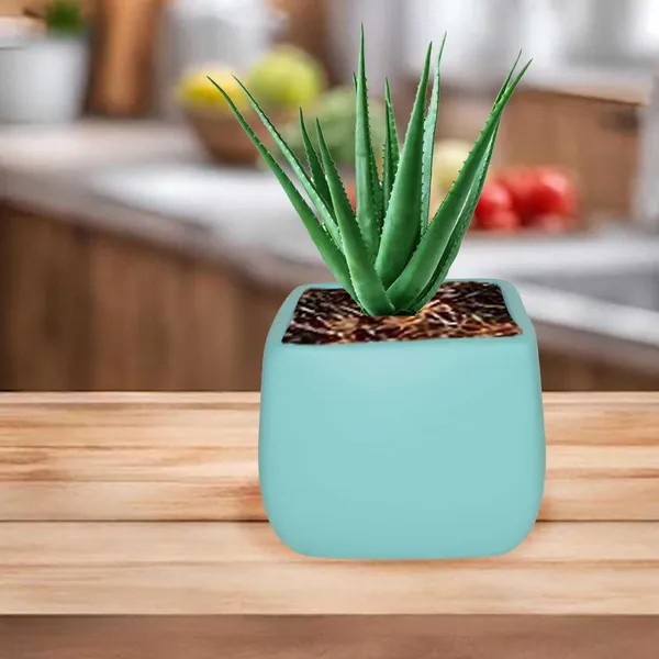 Nebi_Aqua_Ceramic_Pots_For_Indoor_Plants,_Planters,Gamla,Outdoor,Balcony,Home,Round,Garden,_Office_Decor,Succulent(L_-_9.5_X_W_-_9.5_X_H_-_8_Cm)