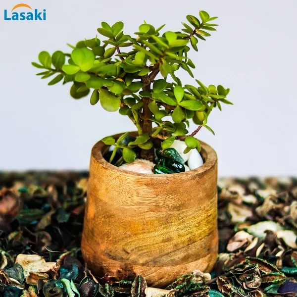 Oliver_Wooden_Pots_For_Table_Top_Indoor_Plants_Planters_Flower_Pots_Outdoor_Succulent_Pot_(Color:_Beach)_Wp5