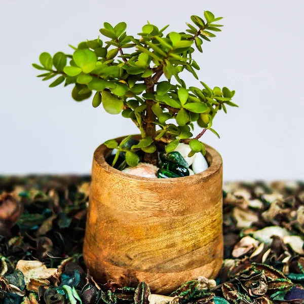 Oliver_Wooden_Pots_For_Table_Top_Indoor_Plants_Planters_Flower_Pots_Outdoor_Succulent_Pot_(Color:_Beach)_Wp5
