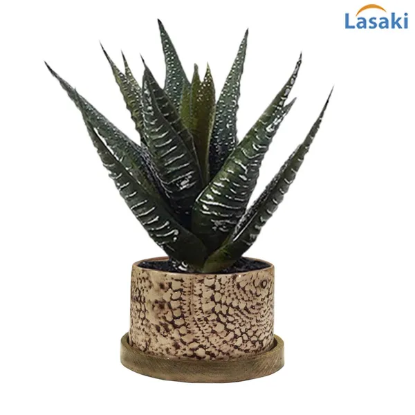 Plate_Tray_Wooden_Beach_Circular_5_Inch_Wp5_Ceramic_Pots_For_Indoor_Plants,Planters,Flower_Pots,Gamla_For_Indoor,Outdoor,Succulent_Pot