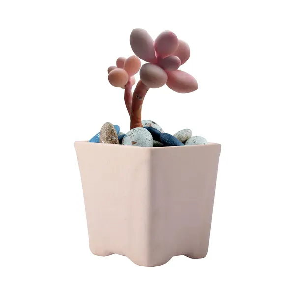 Mini_Pot_Ceramic_Pots_For_Indoor_Plants_Planter_Home_Living_Room_Balcony_Tabletop_Office_Succulent_Garden_Décor_(Color_:_White)