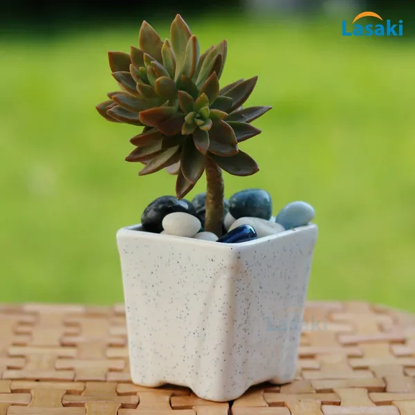 Mini_Pot_White_Set_Of_Two_For_Indoor,_Table,_Office,_Room,_Living_Room,_Balcony,_Home_Décor_Planters_Pots_(White)
