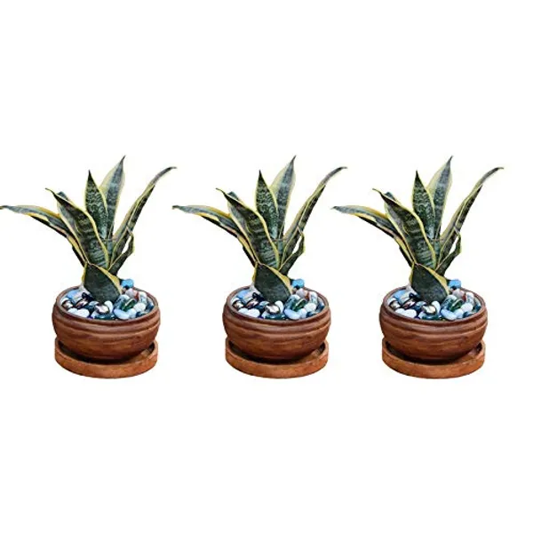 Bowl_Ceramic_Succulent_Cactus_Planter_Pots_With_Wooden_Plate_For_Home,_Living_Room,Indoor,Outdoor_Gifts_For_Diwali_Decoration_Pot_Container(Antique,Plate_Beach_Wp5)Set_Of_3
