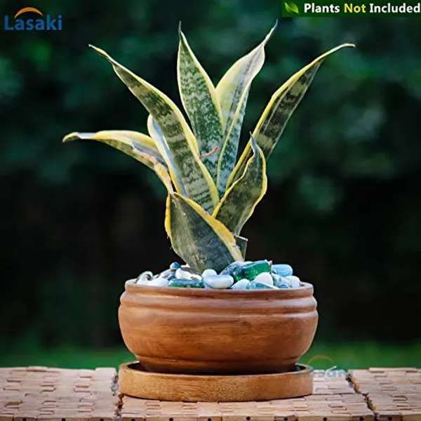 Bowl_Ceramic_Succulent_Cactus_Planter_Pots_With_Wooden_Plate_For_Home,_Living_Room,Indoor,Outdoor_Gifts_For_Diwali_Decoration_Pot_Container(Antique,Plate_Beach_Wp5)Set_Of_3