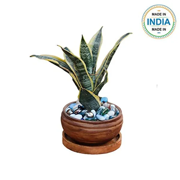 Bowl_Ceramic_Succulent_Cactus_Planter_Pots_With_Wooden_Plate_For_Home,_Living_Room,Indoor,Outdoor_Gifts_For_Diwali_Decoration_Pot_Container(Antique,Plate_Beach_Wp5)Set_Of_3