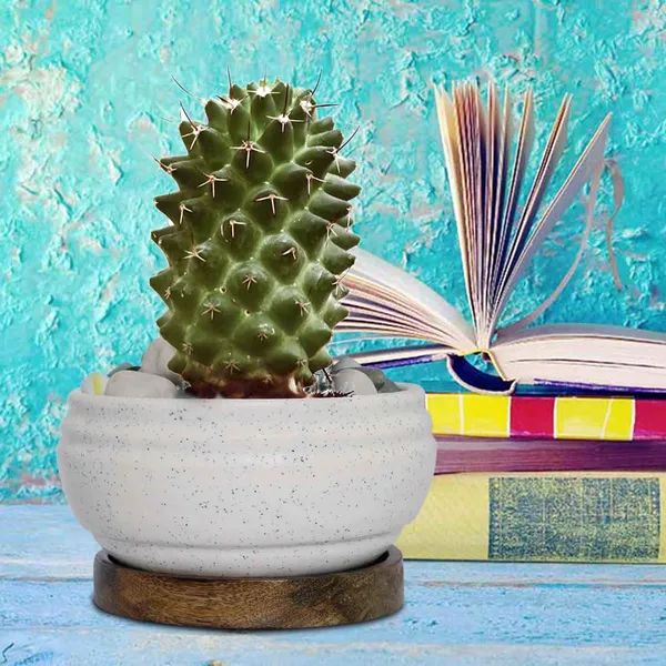 Bowl_Ceramic_Succulent_Cactus_Planter_Pots_With_Wooden_Plate_For_Home,_Balcony,_Living_Room,_Indoor,_Outdoor_Gifts_For_Diwali_Decoration_Pot_Container_Planter(White,Plate_Beach_Wp5)
