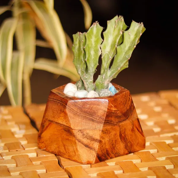 Diamond_Wooden_Set_Of_Two_Pots_For_Indoor_Plants,Planters,Flower_Pots,Gamla_For_Indoor,Outdoor,Succulent_Pot