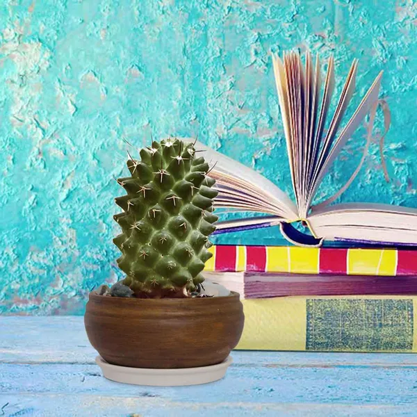 Bowl_Small_Ceramic_Pots_For_Indoor_Plants,_Planters,_Flower,_Pots,_Gamla,_Outdoor,_Balcony,_Home,_Garden,_Office_Décor,_Succulent_Pot_(Antique,_Plate:_White_R4)