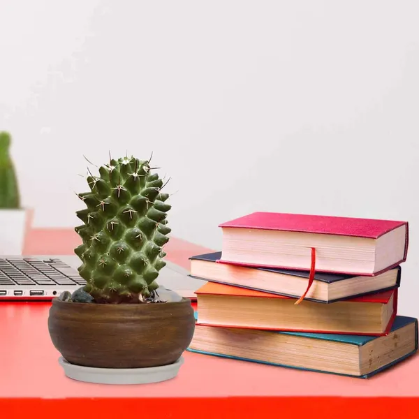 Bowl_Small_Ceramic_Pots_For_Indoor_Plants,_Planters,_Flower,_Pots,_Gamla,_Outdoor,_Balcony,_Home,_Garden,_Office_Décor,_Succulent_Pot_(Antique,_Plate:_White_R4)